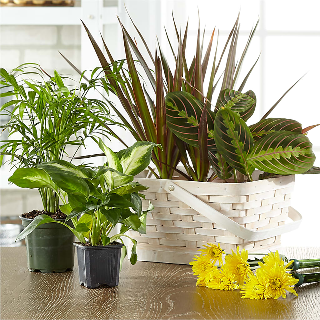 Florist Designed Blooming and Green Plants in a Basket – CRALL'S MONONGAHELA FLORAL & GIFT, Monongahela PA
