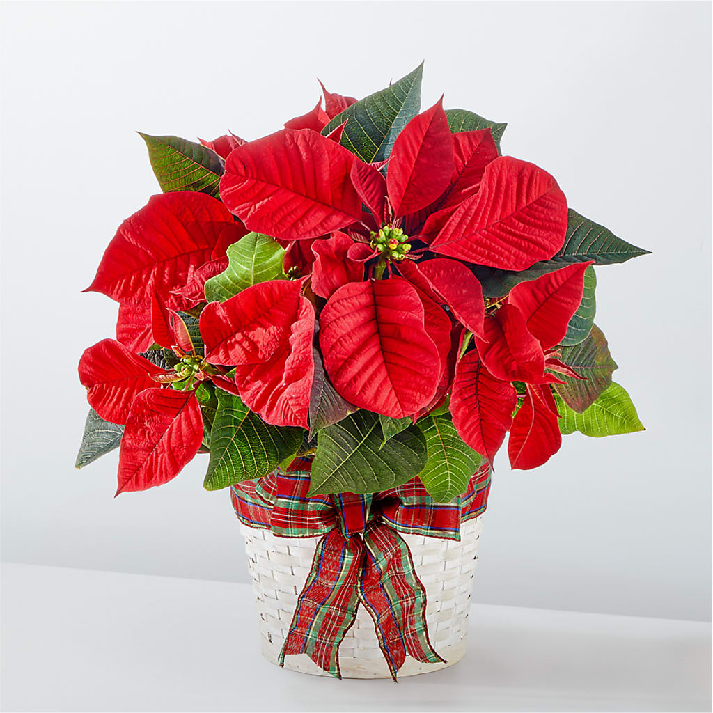 Happiest Holidays Poinsettia – CRALL'S MONONGAHELA FLORAL & GIFT, Monongahela PA