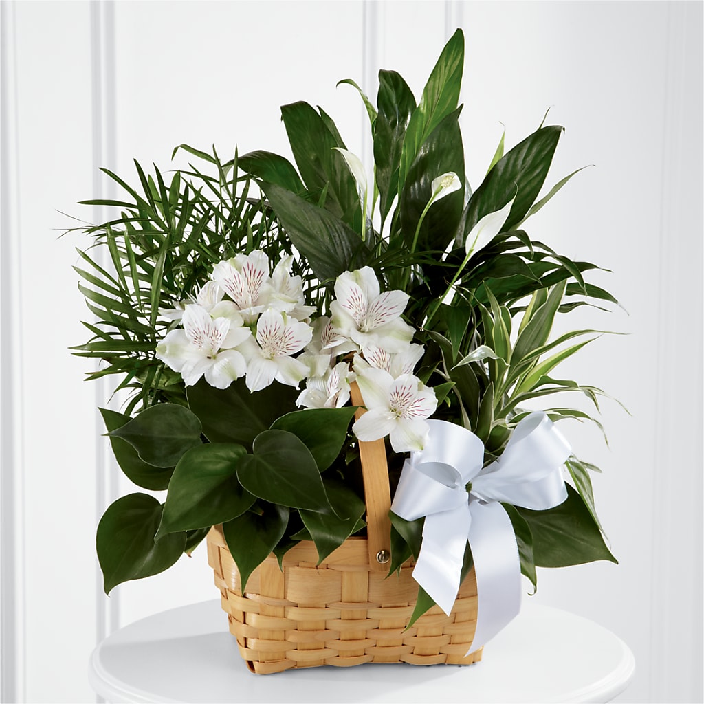 Peace & Serenity Dishgarden – CRALL'S MONONGAHELA FLORAL & GIFT, Monongahela PA
