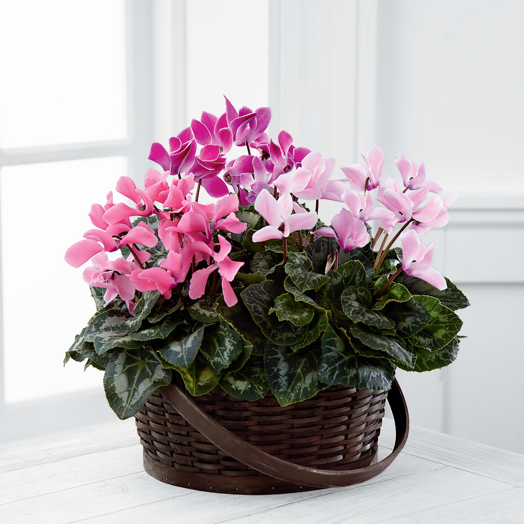 Mixed Cyclamen Planter – CRALL'S MONONGAHELA FLORAL & GIFT, Monongahela PA