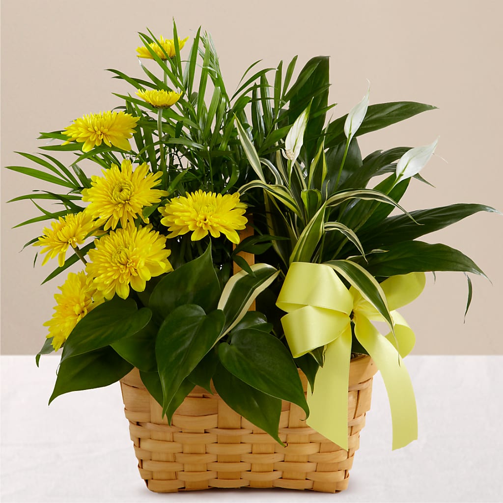Loving Light Dishgarden – CRALL'S MONONGAHELA FLORAL & GIFT, Monongahela PA