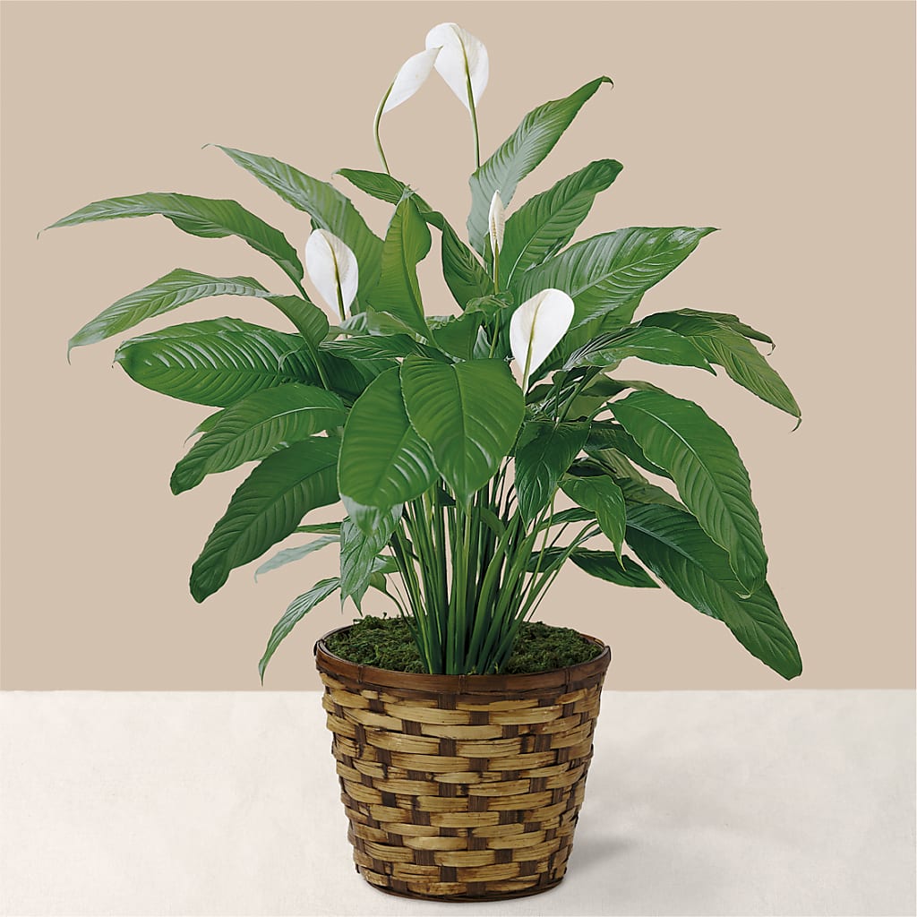 Tranquil Moments Peace Lily Plant – CRALL'S MONONGAHELA FLORAL & GIFT, Monongahela PA
