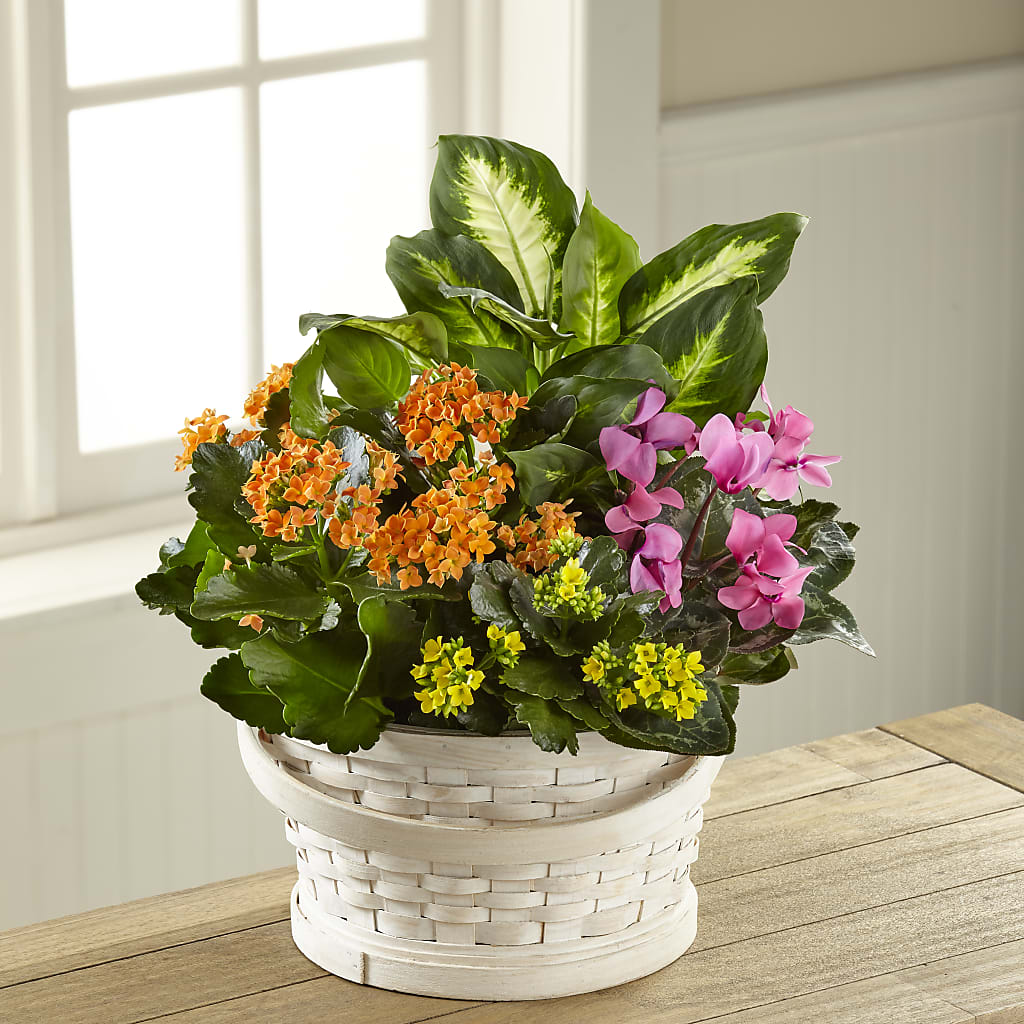 Color Crush Dishgarden – CRALL'S MONONGAHELA FLORAL & GIFT, Monongahela PA
