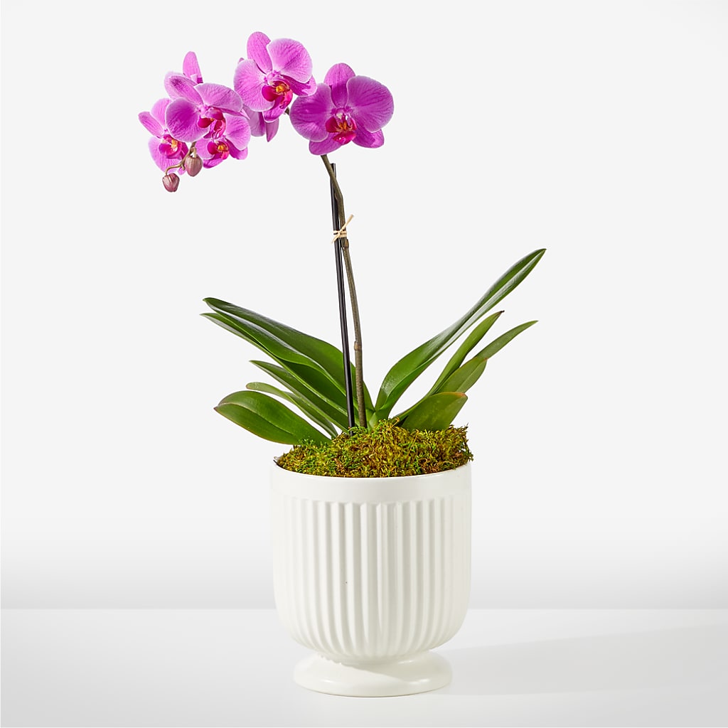 Friendly Fuchsia Orchid – CRALL'S MONONGAHELA FLORAL & GIFT, Monongahela PA