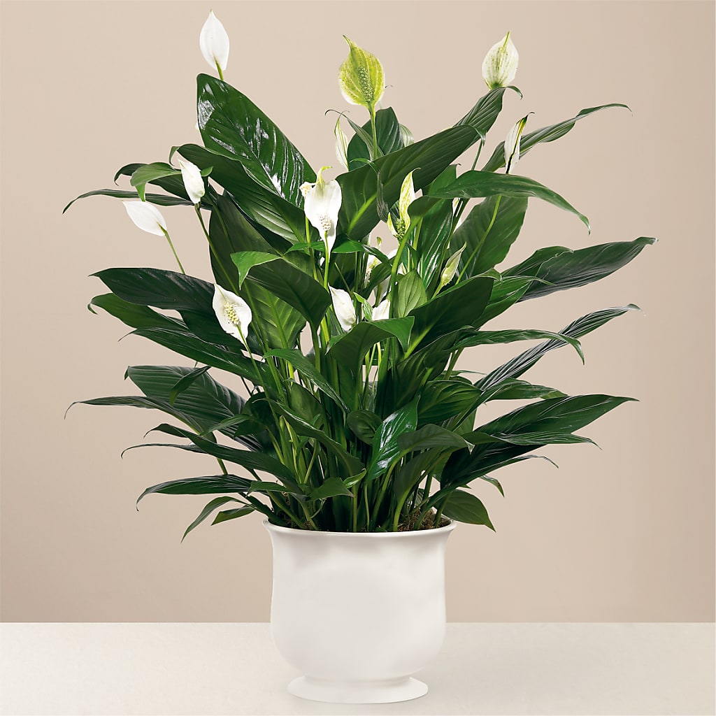 Comfort Planter – CRALL'S MONONGAHELA FLORAL & GIFT, Monongahela PA