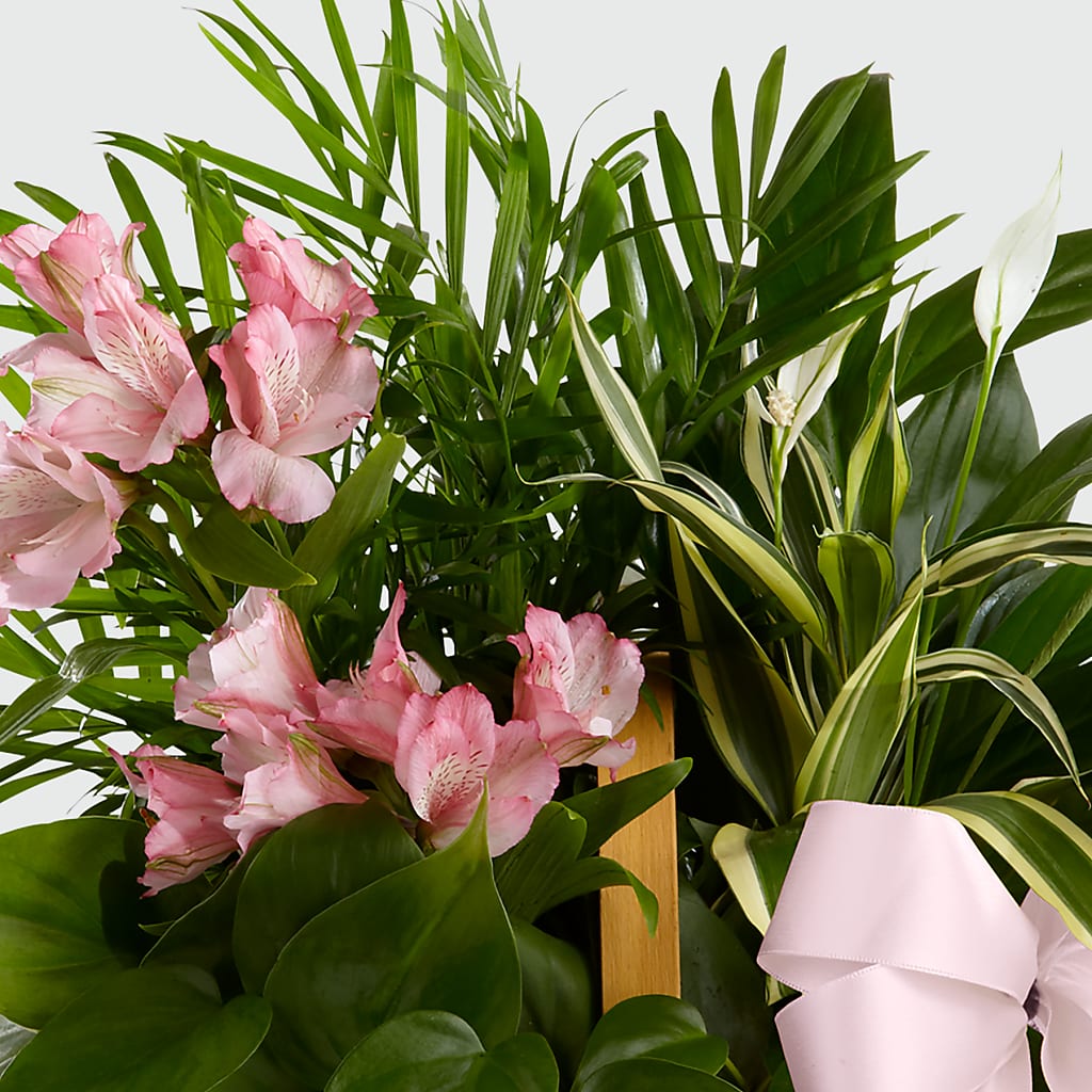 Living Spirit Dishgarden – CRALL'S MONONGAHELA FLORAL & GIFT, Monongahela PA
