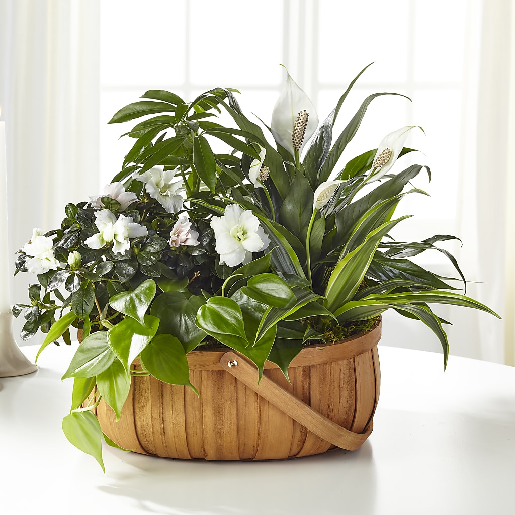 Serene Dishgarden – CRALL'S MONONGAHELA FLORAL & GIFT, Monongahela PA