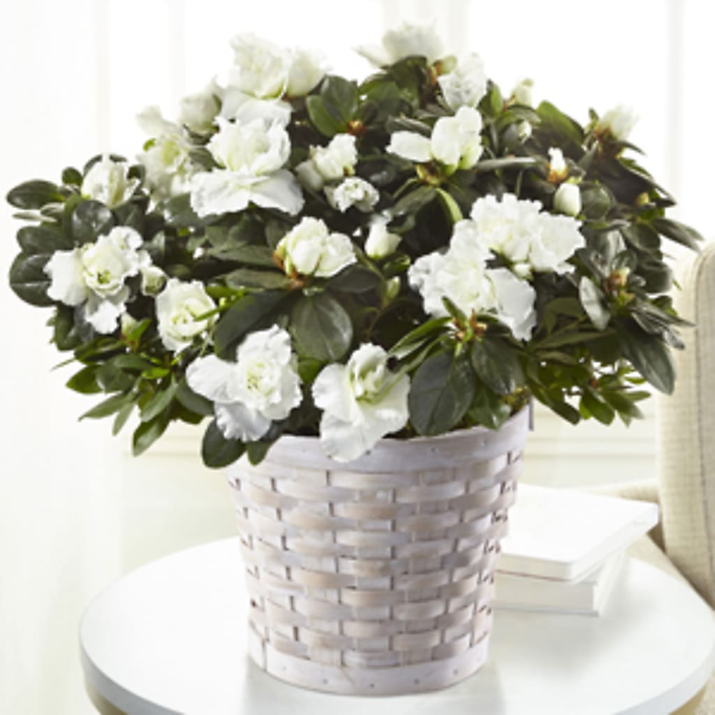 White Azalea Plant – CRALL'S MONONGAHELA FLORAL & GIFT, Monongahela PA