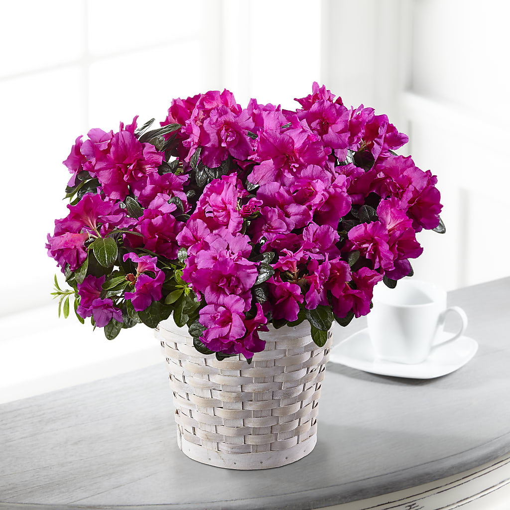 Hope & Serenity Azalea Plant – CRALL'S MONONGAHELA FLORAL & GIFT, Monongahela PA