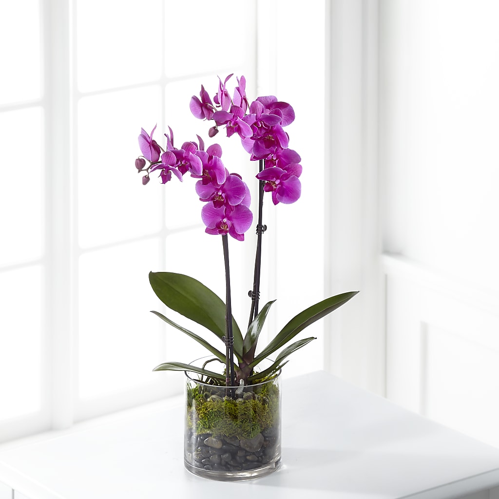 Pink Orchid Plant – CRALL'S MONONGAHELA FLORAL & GIFT, Monongahela PA