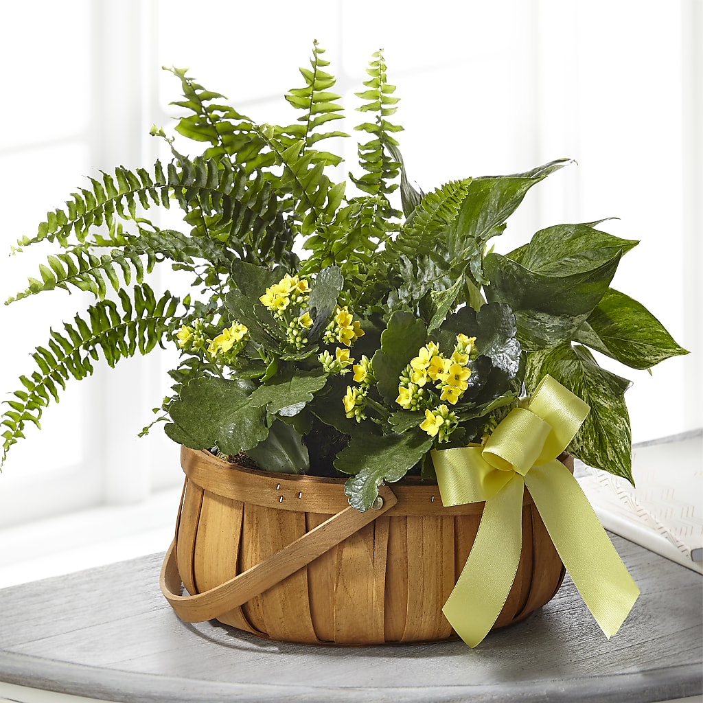 Always Dear Dishgarden – CRALL'S MONONGAHELA FLORAL & GIFT, Monongahela PA