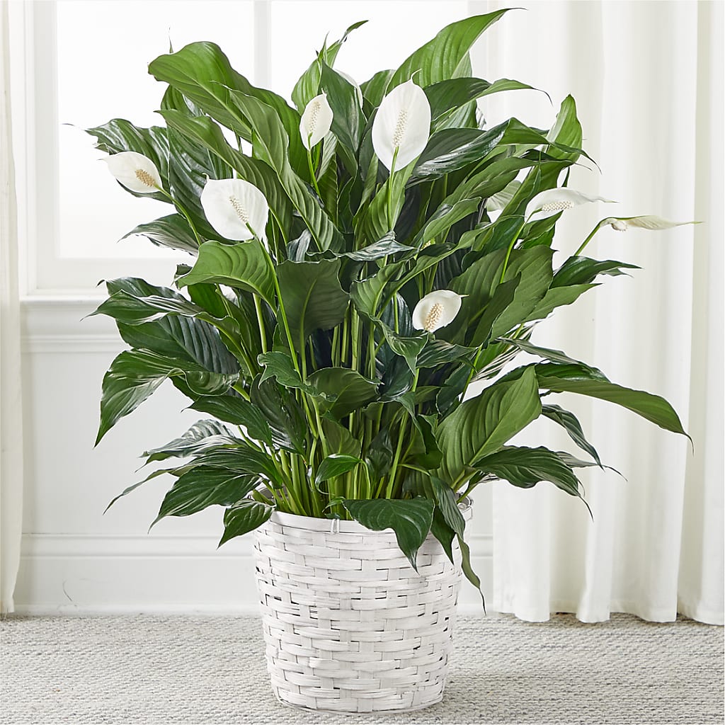 A New Leaf Peace Lily – CRALL'S MONONGAHELA FLORAL & GIFT, Monongahela PA
