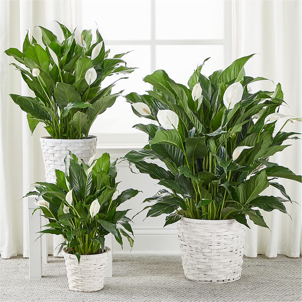 A New Leaf Peace Lily – CRALL'S MONONGAHELA FLORAL & GIFT, Monongahela PA