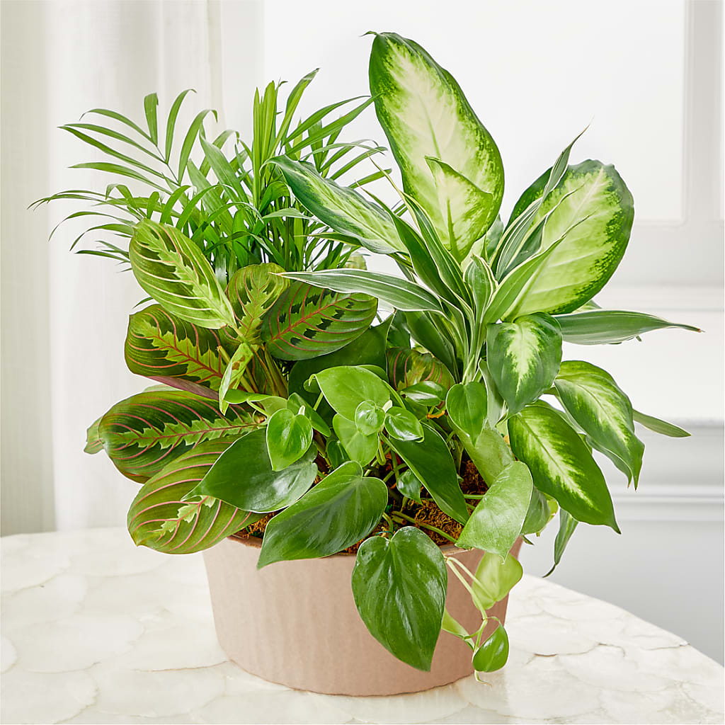 Balance & Harmony Dishgarden – CRALL'S MONONGAHELA FLORAL & GIFT, Monongahela PA