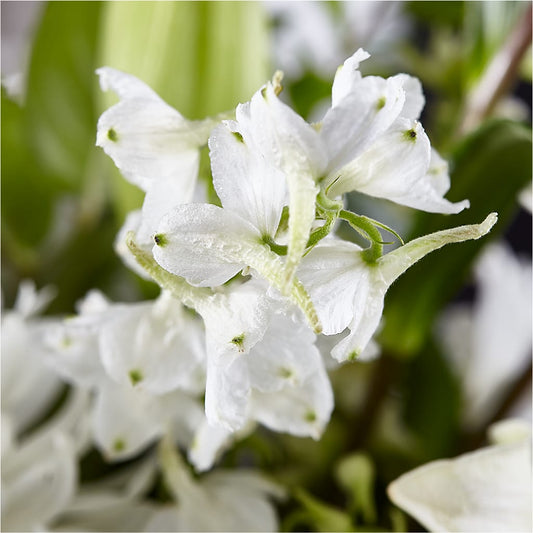 Classic Ivory – A Florist Original – CRALL'S MONONGAHELA FLORAL & GIFT, Monongahela PA