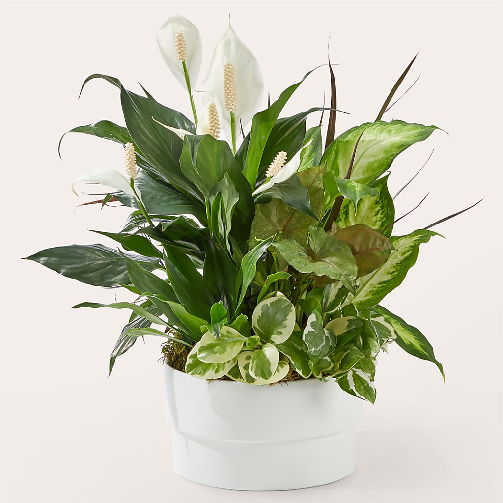 Radiating Positivity Dishgarden – CRALL'S MONONGAHELA FLORAL & GIFT, Monongahela PA