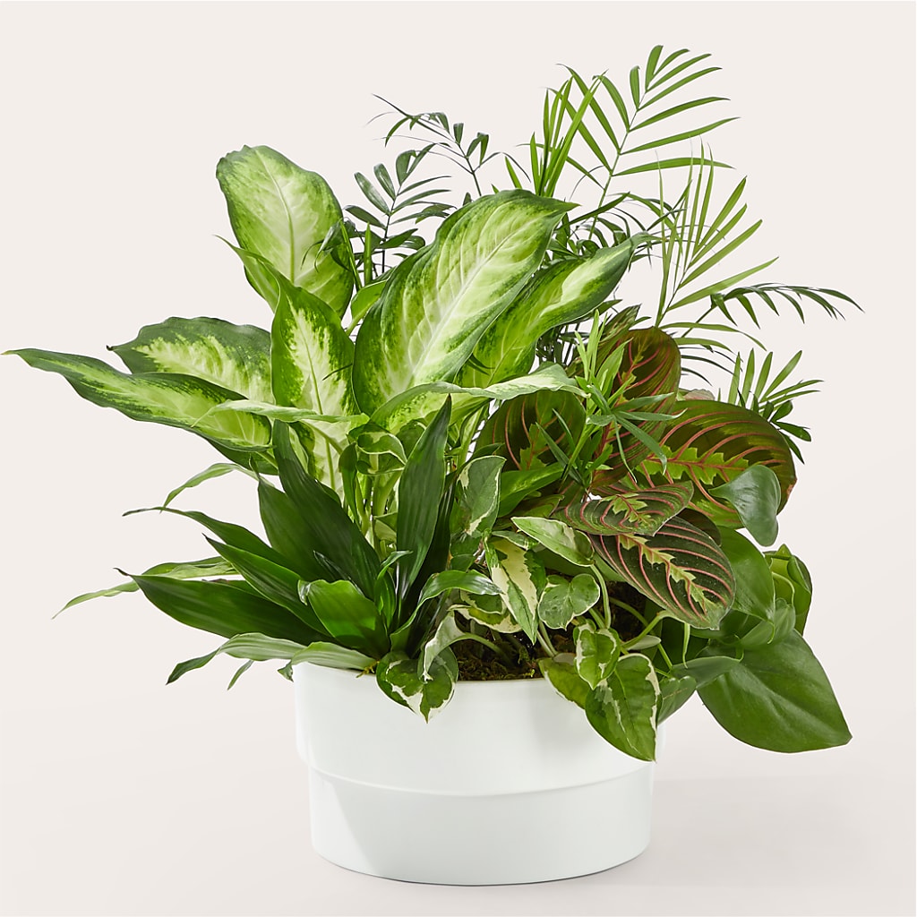 Radiating Positivity Dishgarden – CRALL'S MONONGAHELA FLORAL & GIFT, Monongahela PA