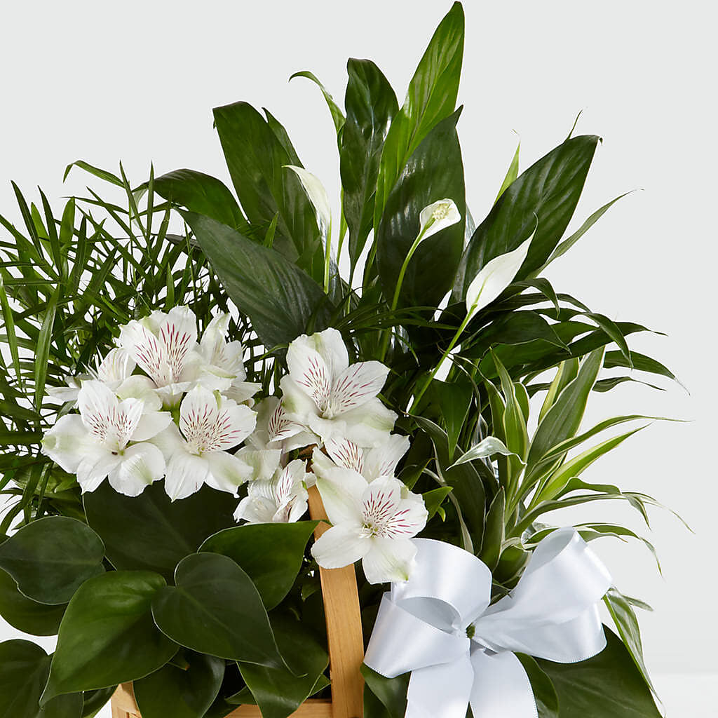 Peace & Serenity Dishgarden – CRALL'S MONONGAHELA FLORAL & GIFT, Monongahela PA