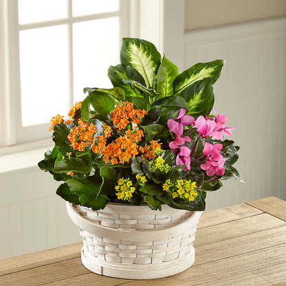 Color Crush Dishgarden – CRALL'S MONONGAHELA FLORAL & GIFT, Monongahela PA