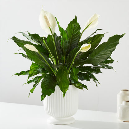Comfort Planter – CRALL'S MONONGAHELA FLORAL & GIFT, Monongahela PA