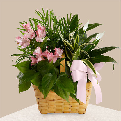 Living Spirit Dishgarden – CRALL'S MONONGAHELA FLORAL & GIFT, Monongahela PA