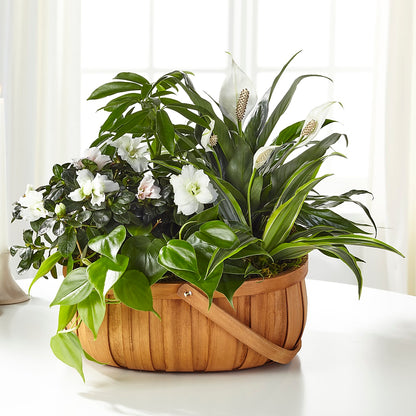 Serene Dishgarden – CRALL'S MONONGAHELA FLORAL & GIFT, Monongahela PA