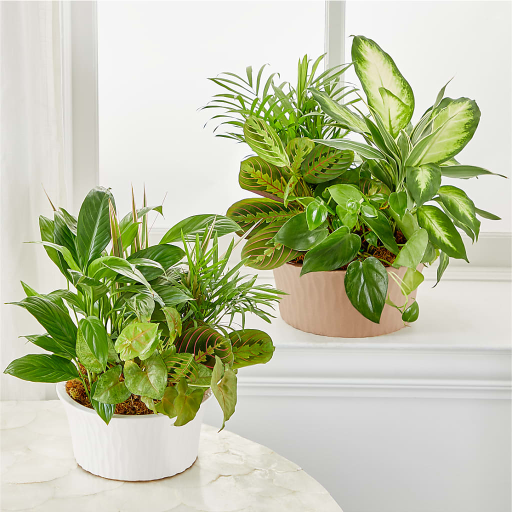 Balance & Harmony Dishgarden – CRALL'S MONONGAHELA FLORAL & GIFT, Monongahela PA